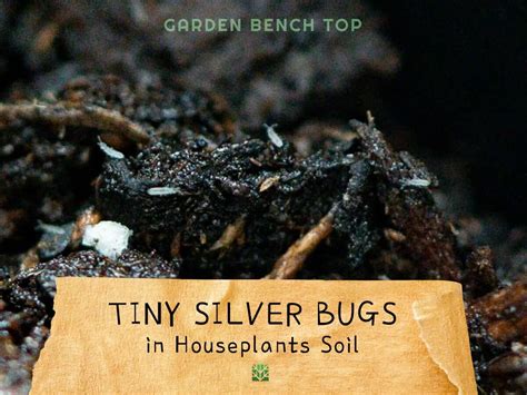 tiny houseplant bugs pictures